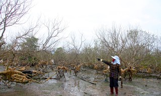 广南超过5公顷已经干涸的红树林特写